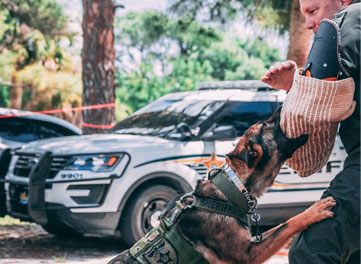 Dog Obedience Training